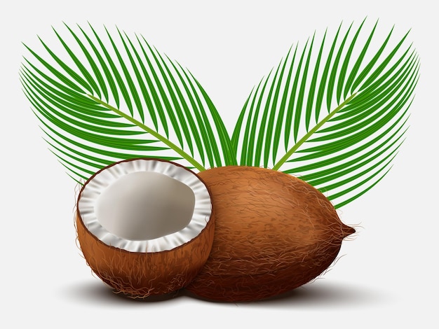 3d realistic set of whole coconut coconut halves and palm leaves on white background