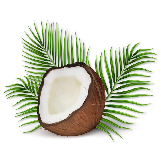 Vector 3d realistic vector set of coconut, coconut halves and palm leaves