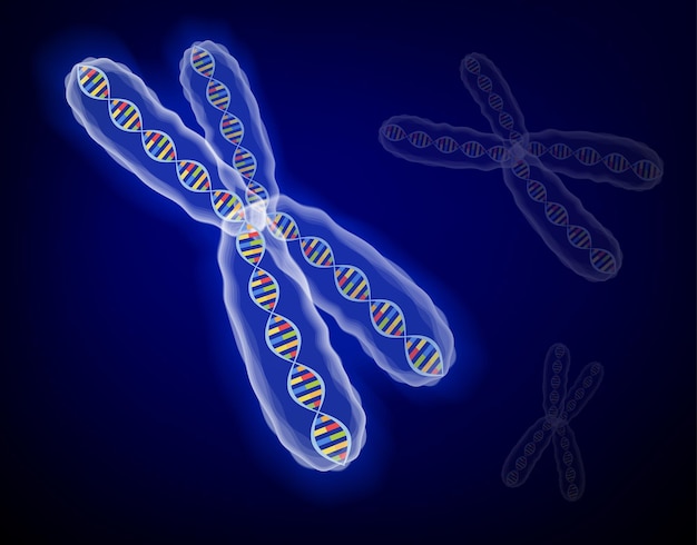 Vettore immagine della struttura 3d molti concetti genetici cromosoma x con molecole di dna