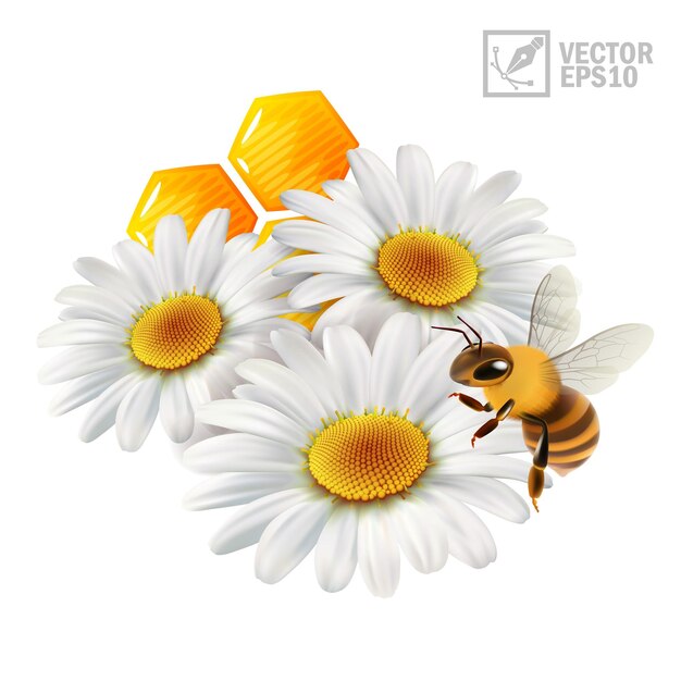 Vector 3d vector realistic chamomile with honeycomb and a bee extracting honey and propolis