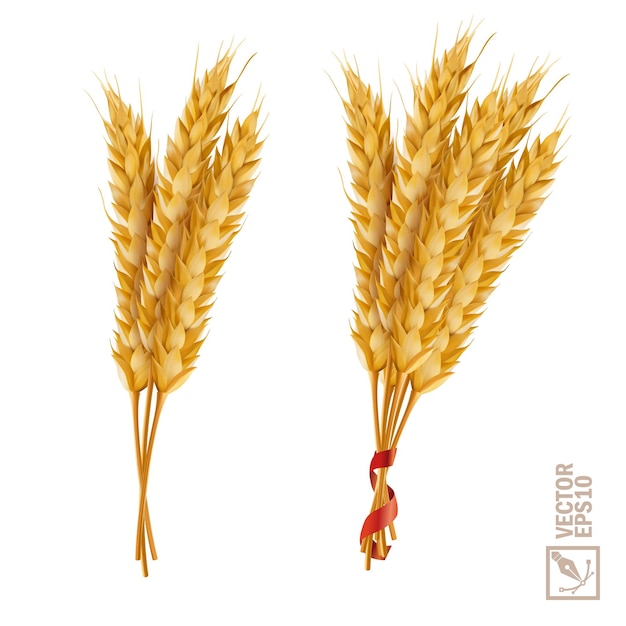 Vector 3d vector realistic wheat set a bunch of ears