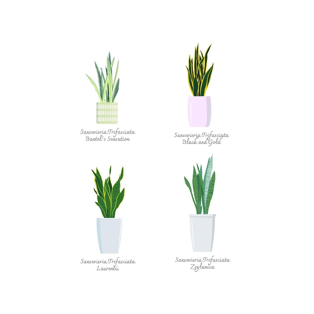 4 popular types of snake plants color flat vector Set of color illustrations vector of sansevieria