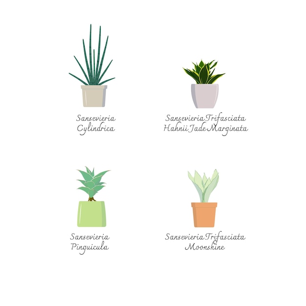 4 popular types of snake plants color flat vector set of color illustrations vector of sansevieria