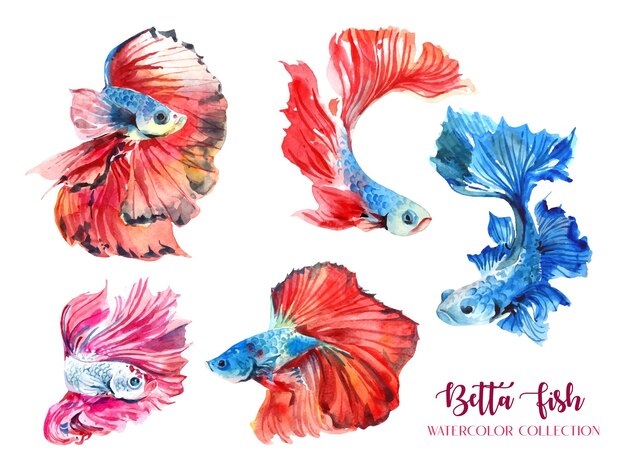 Коллекция акварелей 5 красных и синих рыб бетта.