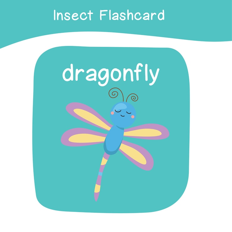Vector 67 insects flashcard