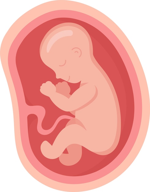 9 Month Human Embryo Inside Womb