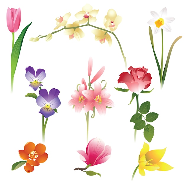Vector 9 realistische bloemenpictogrammen