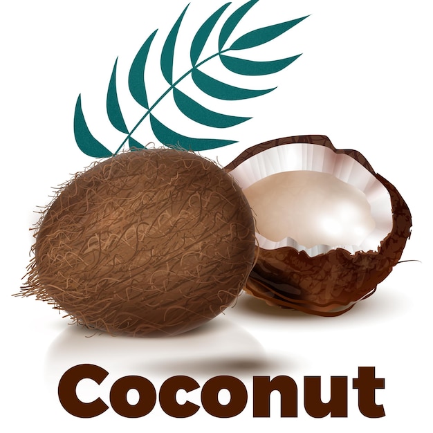 Вектор Творческий вектор кокоса