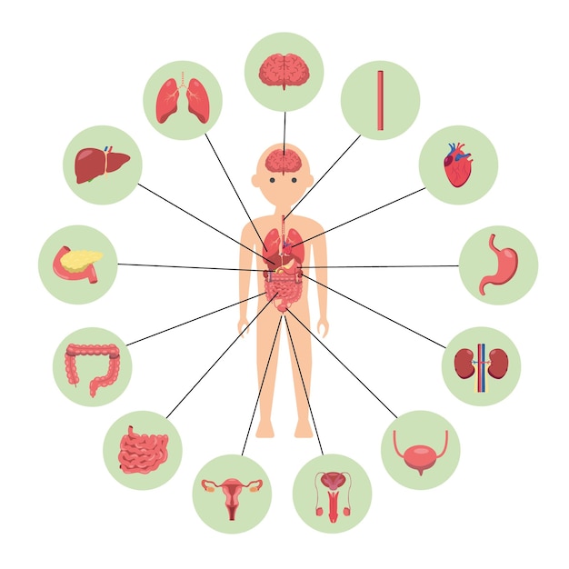 Вектор Схема человеческого тела с обозначенными органами и органами.