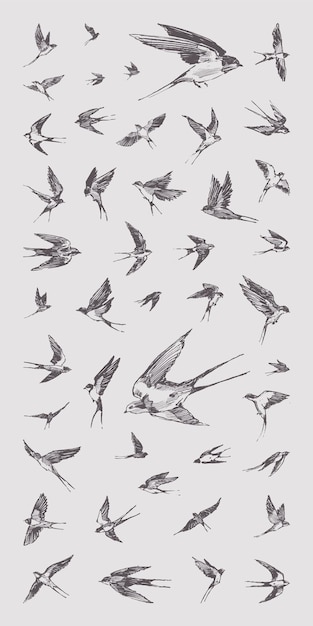 鳥の群れ、手描きのベクトル図、スケッチ