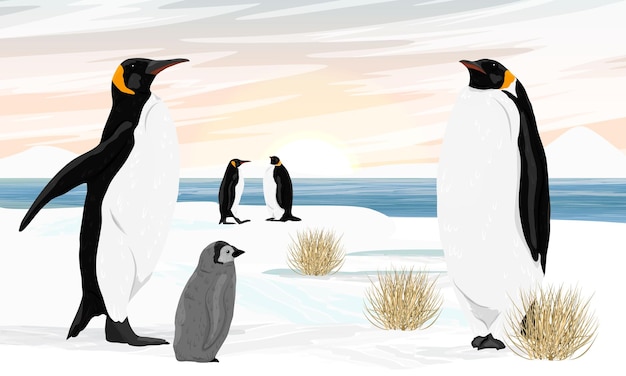 Вектор Стадо императорских пингвинов с птенцами стоит на берегу океана со снегом и сухой травой