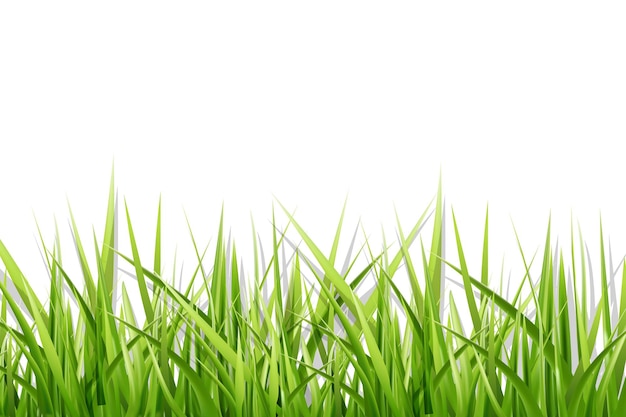 Вектор Зеленый фон травы с белым фоном.