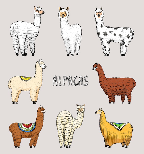 Вектор Группа лам со словом alpacas на них.