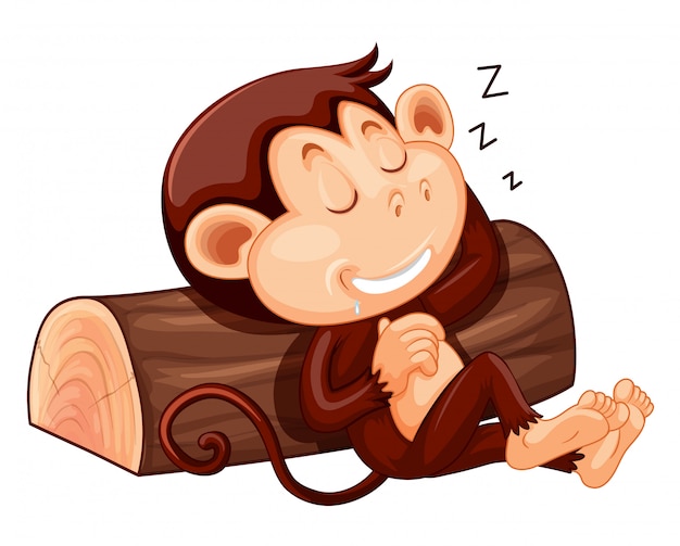 흰색 배경에서 자고있는 원숭이