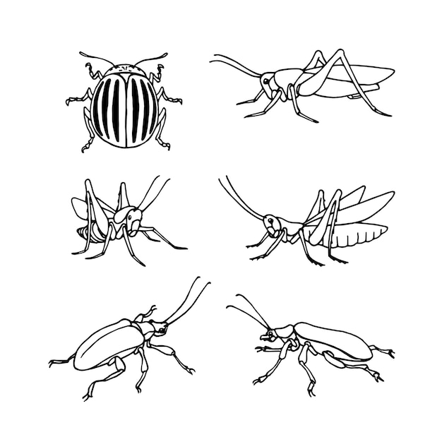 농업 해충 세트 메뚜기 또는 메뚜기 붉은 딱정벌레와 콜로라도 감자 딱정벌레