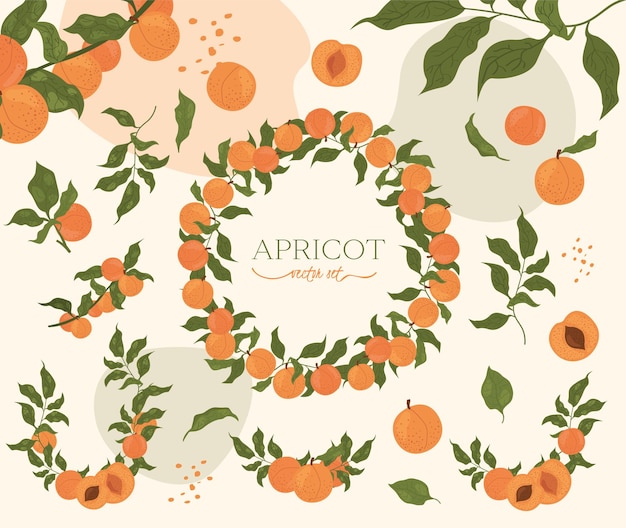 Набор абрикосов венок и различные элементы на абстрактном фоне