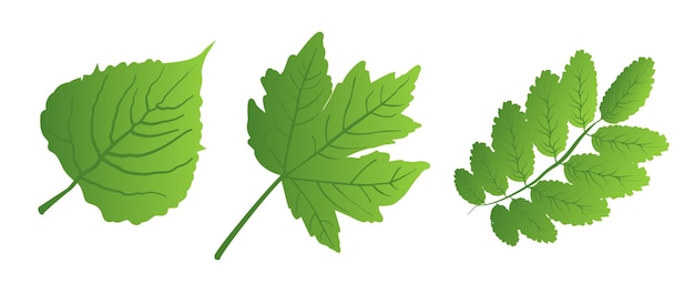녹색 행성의 상징을 위한 로고 아이콘 디자인을 위한 흰색 배경에 녹색 잎 세트