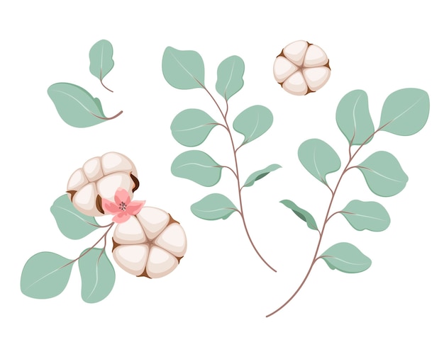 흰색 배경에 잎과 목화 꽃의 잔가지 세트