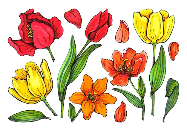 Набор акварельных тюльпанов, раскрашенных вручную, цветов и листьев для вашего дизайна