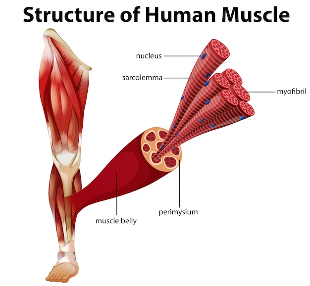 Вектор Структура мышц человека