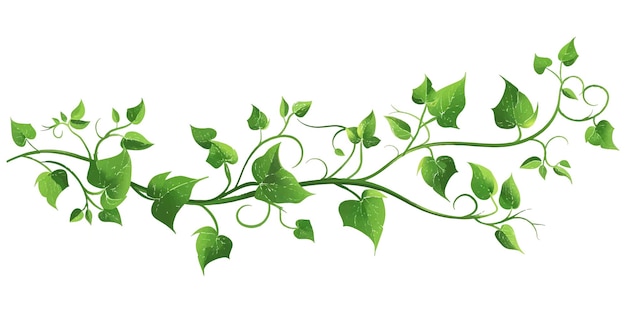 Вектор Виноградная лоза с листьями на изолированном белом фоне