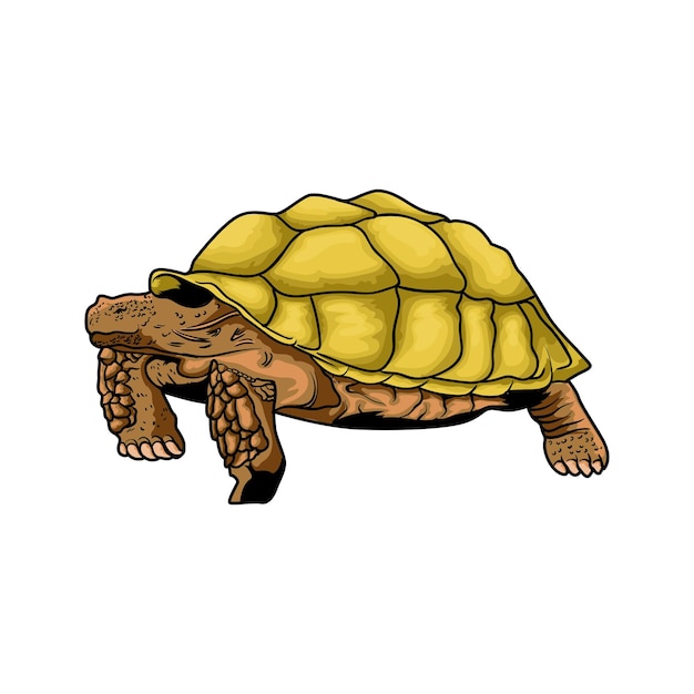 ベクトル スルカタ・タートゥーズ (sulcata turtles) について