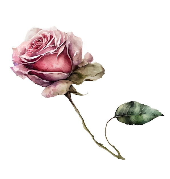 Акварельная картина розовой розы с листом на ней.