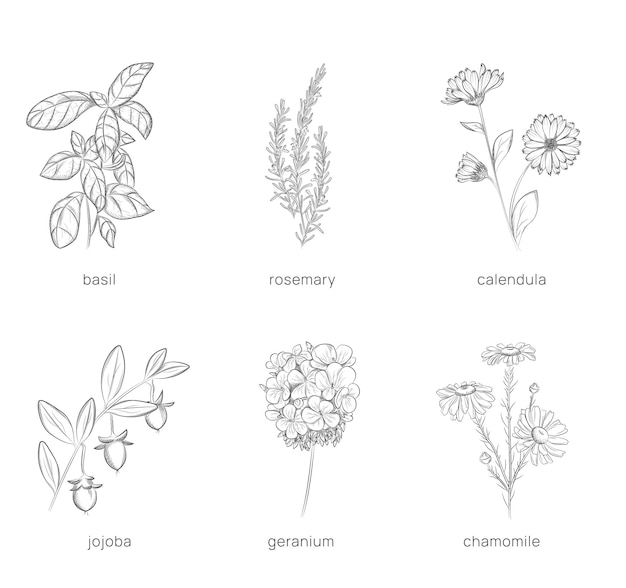 Aantal planten voor cosmetologie handgetekende vectorillustratie