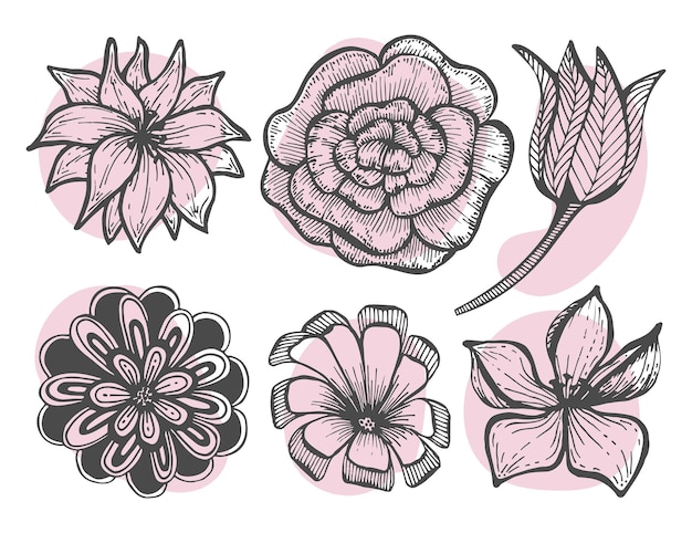 Aantal toppen van tuin bloemen lijntekeningen Botanische vectorillustratie Rose chrysant tulp madeliefje Afbeeldingen met roze vlekken achtergrond Geïsoleerde elementen