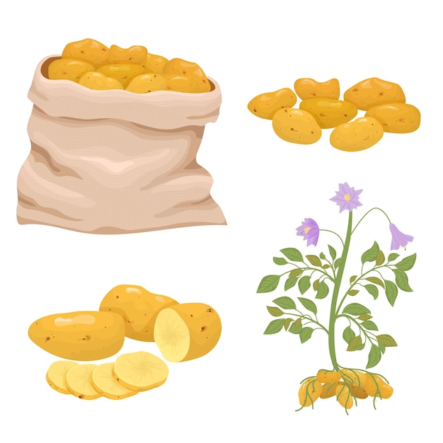 Aardappel platte Icon Set