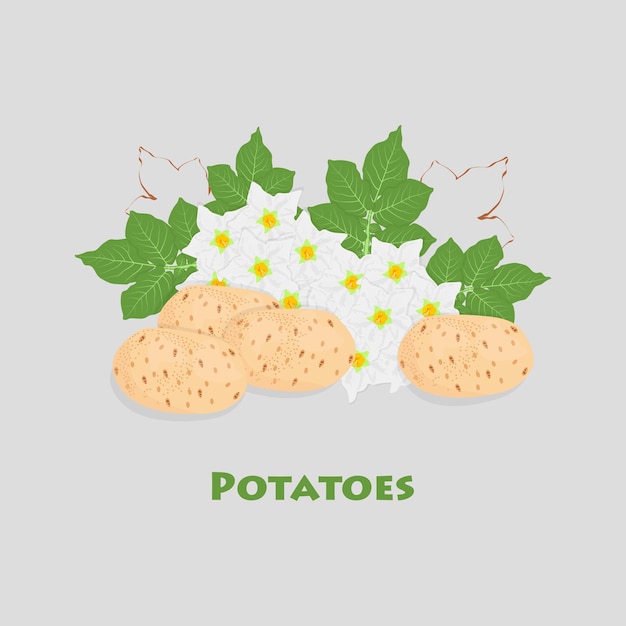 Aardappelbladeren en bloemen van aardappel