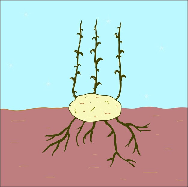 Vector aardappelzaden kweken