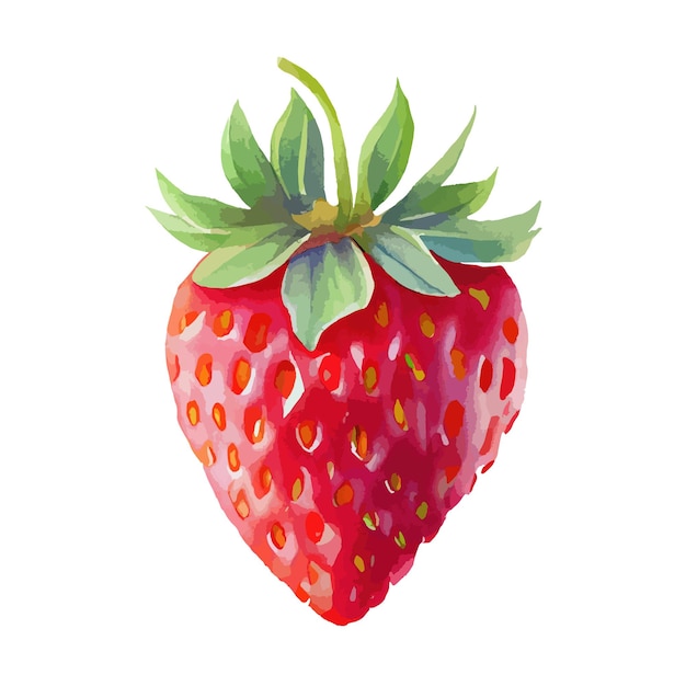 Vector aardbei aquarel fruit handgeschilderde groente vers fruit zomer geïsoleerd op witte achtergrond rode bessen fruit vector illustratie