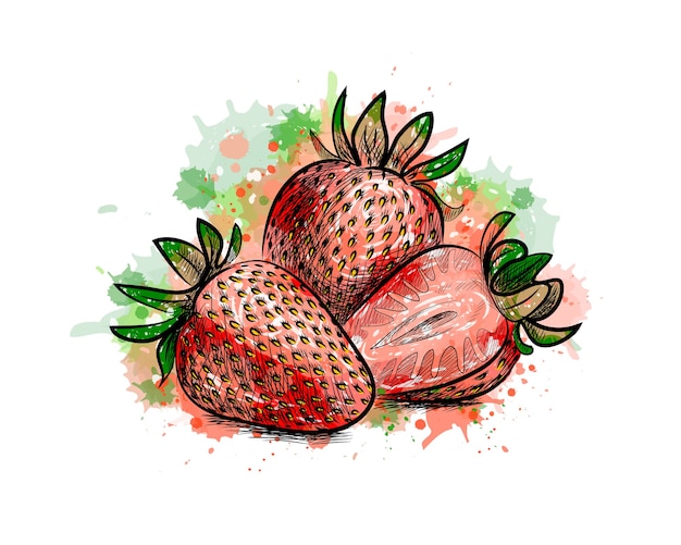 Aardbei. zoet fruit uit een scheutje aquarel, hand getrokken schets. illustratie van verven