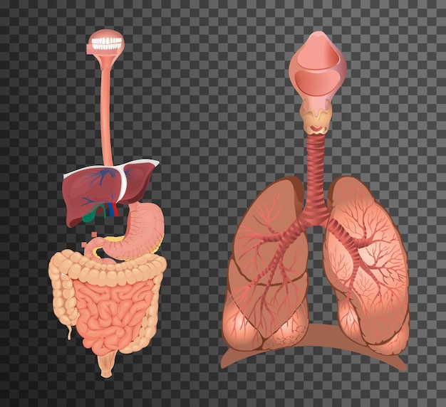 abdominal Organs Anatomy For Health Science Illustration