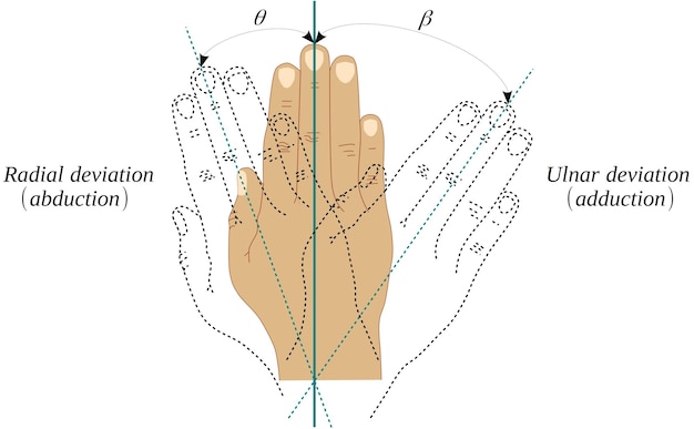 Vector abduction and adduction movements of the wrist joint