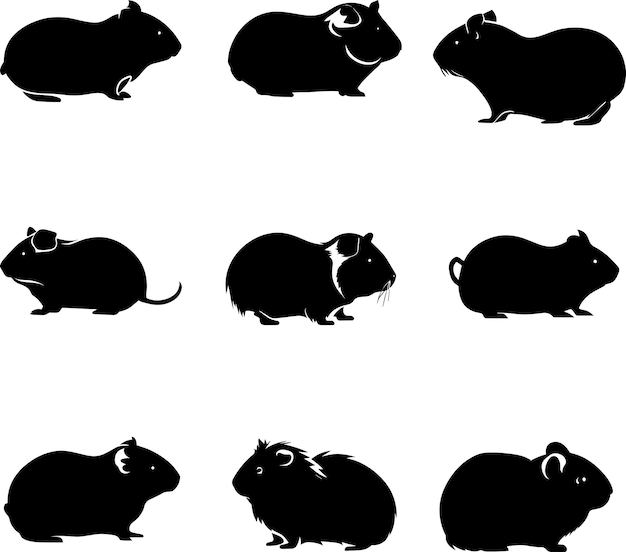 Abessijnse cavia vector silhouet 2