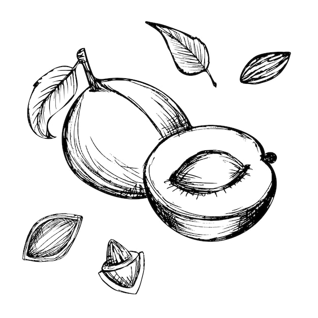Abrikoos vector tekening set Fruit tekeningen geïsoleerd op een witte achtergrond