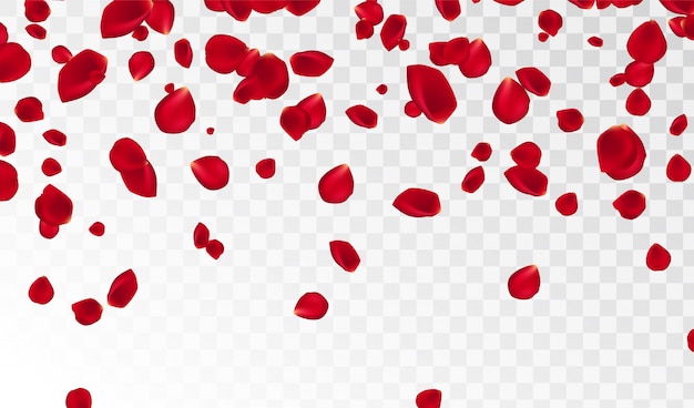 Vector abstract background with flying red rose petals isolated. vector illustration. rose petals vector illustration.