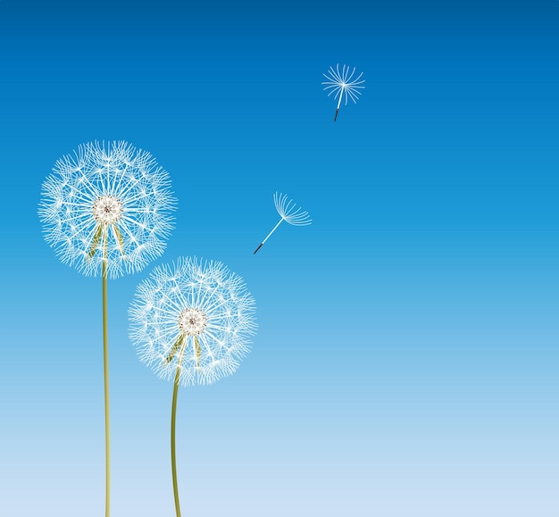 Vector abstract dandelion background vector illustration