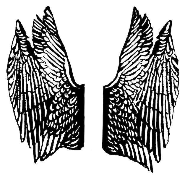 Vector abstract feather wings set