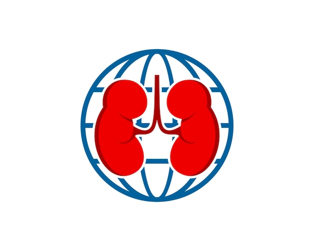 Abstract globe with healthy kidney inside