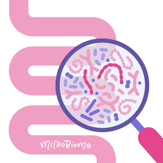 Vettore intestino umano astratto e concetto di microbioma intestinale con lente d'ingrandimento sindrome dell'intestino permeabile sibo e candida gr