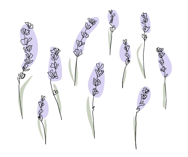 Abstract lavender set. Vector illustration