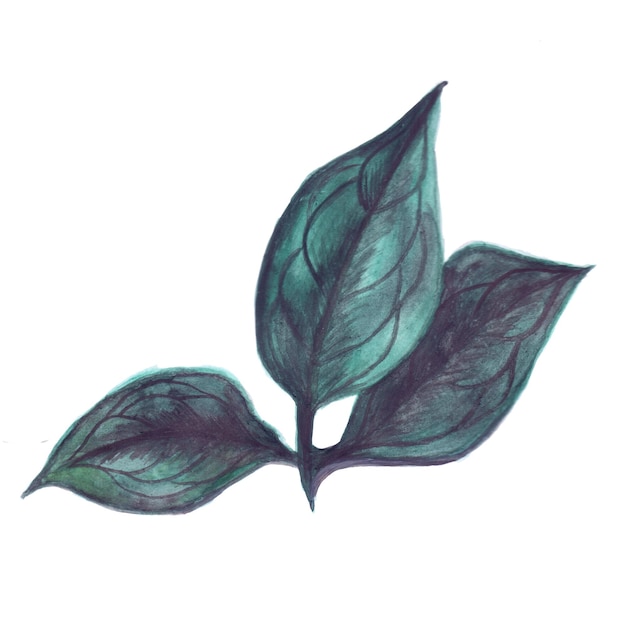추상 잎 요소 녹색 수채화 배경 그림 고해상도 무료 사진