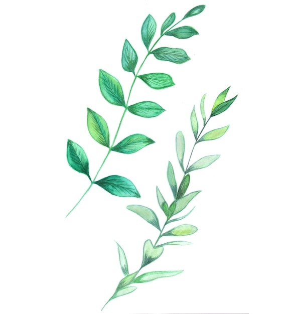 abstract leaves element green watercolor background illustration high resolution free photo
