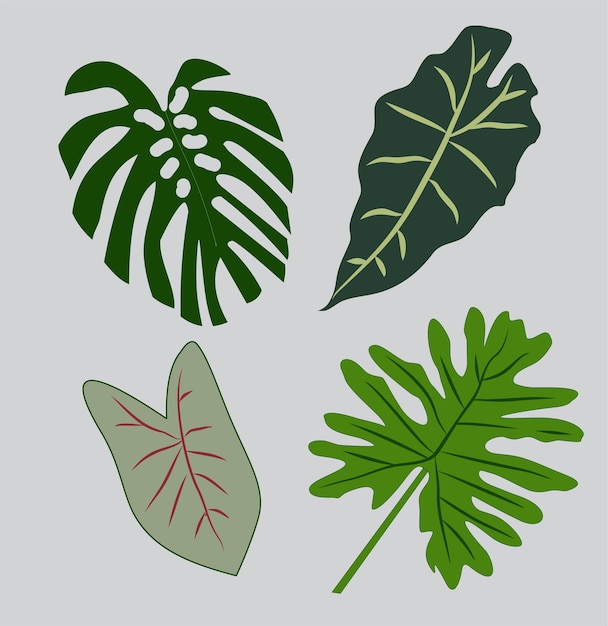 추상 잎 벡터 일러스트 레이 션, monstera, 녹색 단풍 벡터, caladium 식물