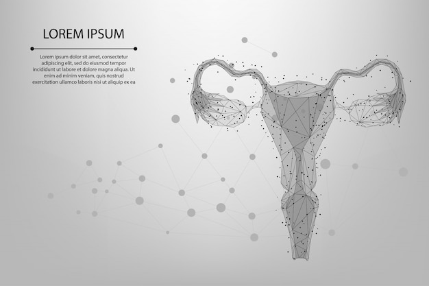 メッシュ線と点卵巣を抽象化します。低ポリ女性生殖器子宮と卵巣の健康管理。