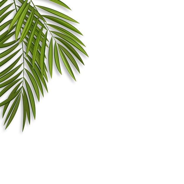 Abstract natural background with realistic palm leaves vector illustration eps10