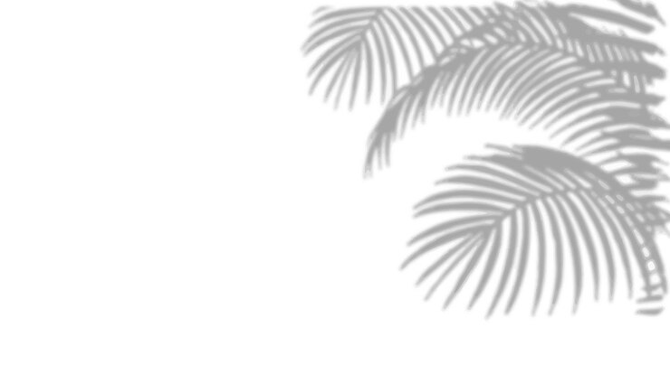 Vector abstract palm leaf shadow on a white background palm leaves shadow